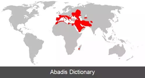 عکس خفاش بال سفید