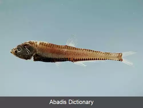 عکس فروغ ماهی چشم ستاره ای