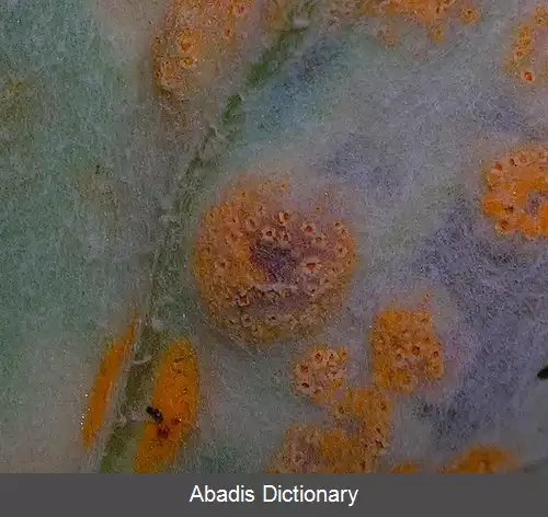 عکس زنگ پای خر