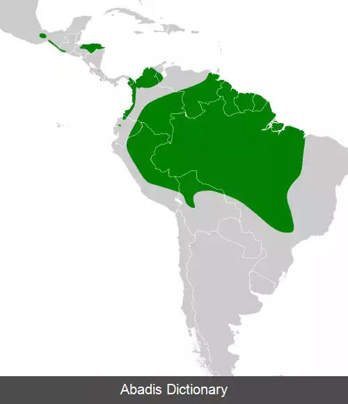 عکس کاراکارای گلوسرخ
