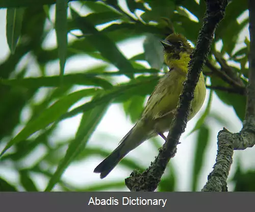 عکس زردپره زرد