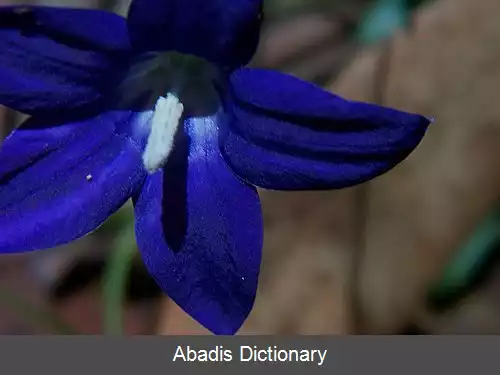 عکس فهرست نمادهای گل استرالیا