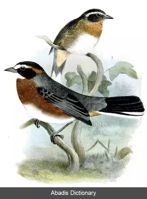 عکس سهره چهچهه زن سیاه وبلوطی