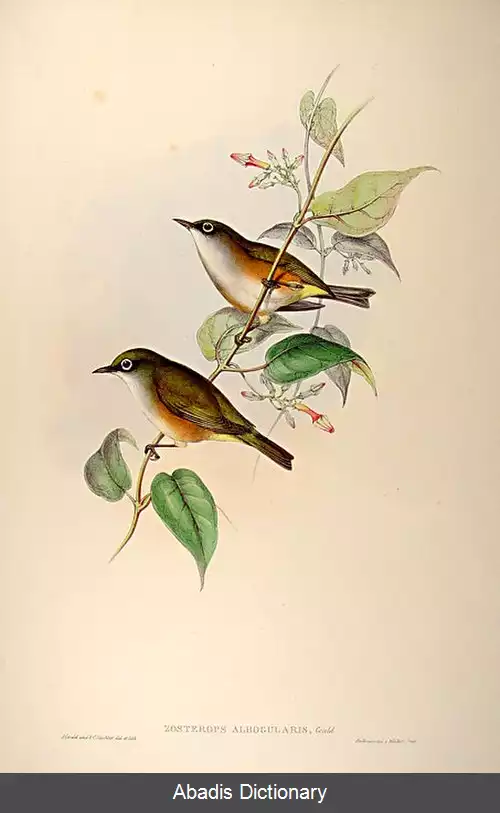 عکس چشم سفید گلوسفید