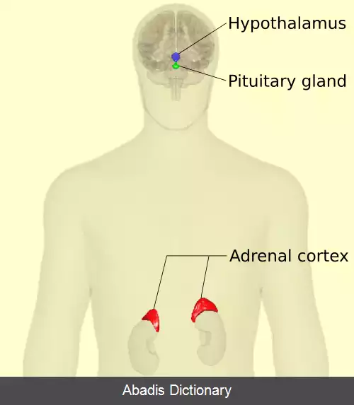عکس محور هیپوتالاموس هیپوفیز فوق کلیه