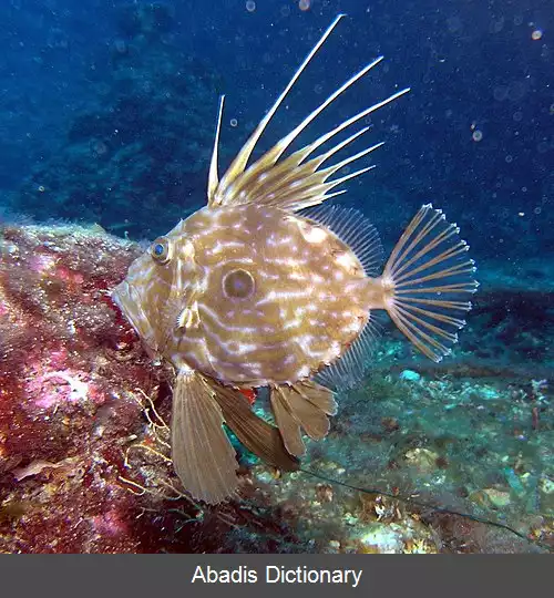 عکس زرکوب ماهی جان