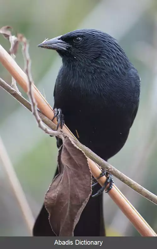 عکس سیاه مرغ چوپی
