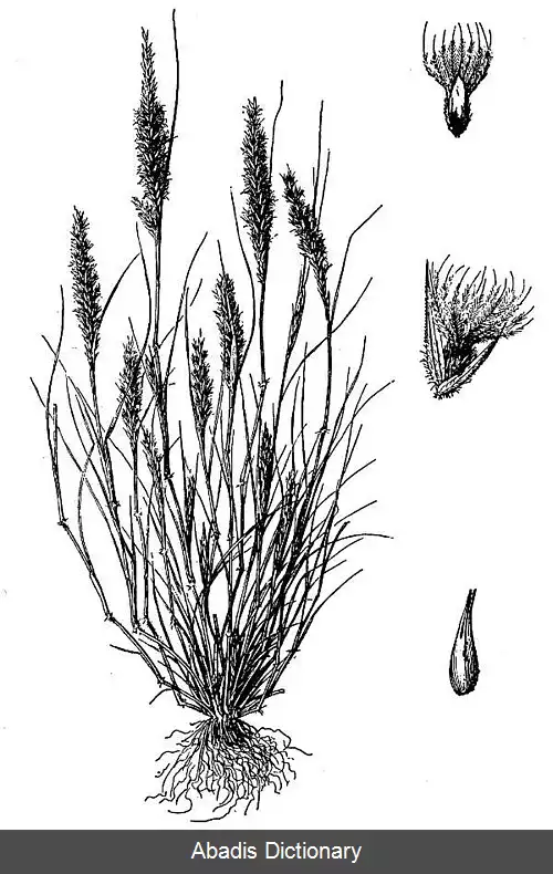 عکس دم خرگوشی (سرده)