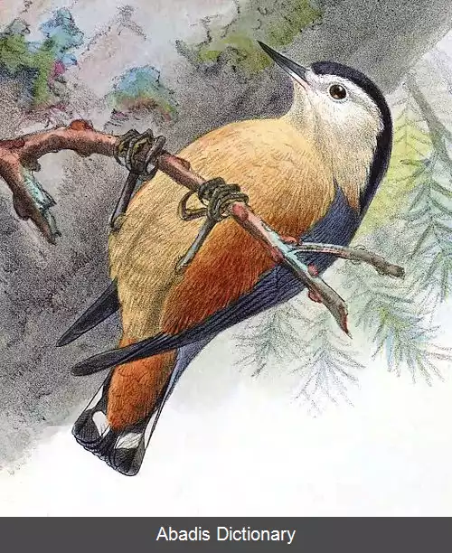 عکس کمرکولی پرژوالسکی