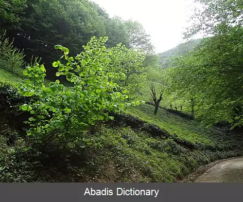 عکس کاه بیجار