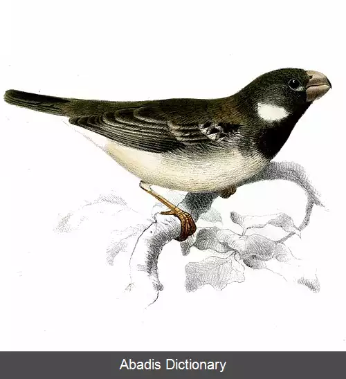 عکس دانه خوار نوک طوطی