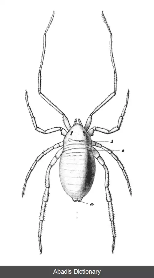 عکس چوپان کنه سانان