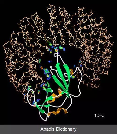 عکس تعامل پروتئین پروتئین