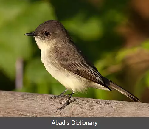 عکس دم تکان شرقی