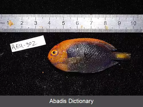 عکس فرشته ماهی پشت نارنجی