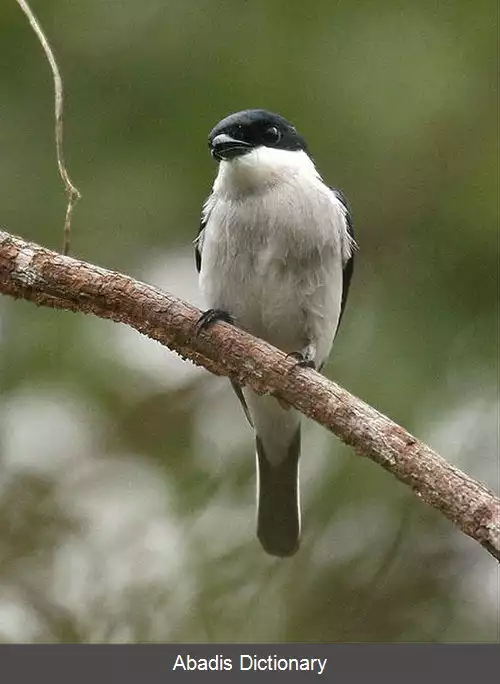عکس سنگ چشمان جنگلی