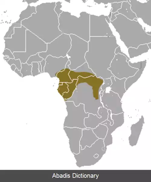 عکس خدنگ پاسیاه