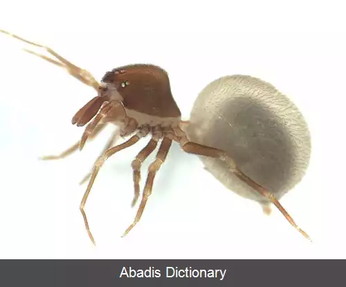 عکس عنکبوت های گردن دراز