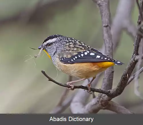 عکس خال سفید پرخال