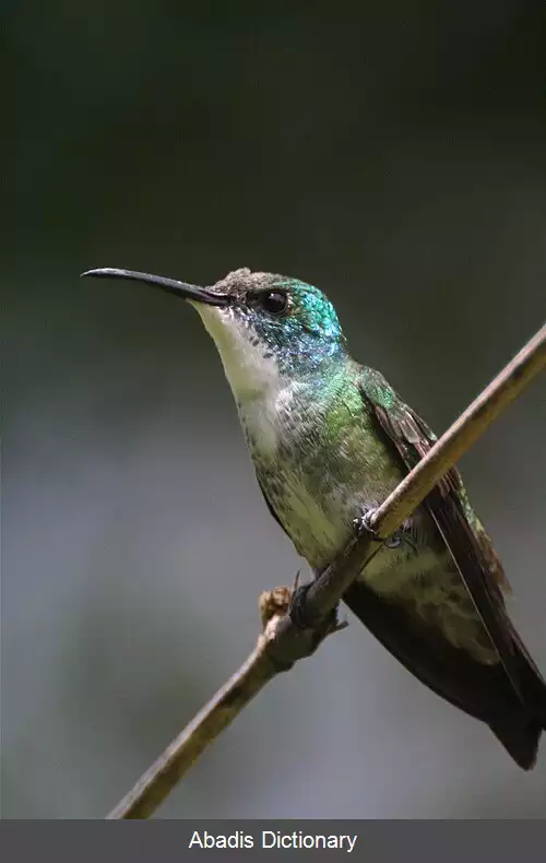 عکس زمردی سینه سفید