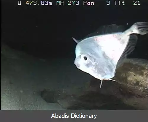 عکس زرورق ماهی