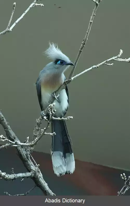 عکس کوآی کاکلی