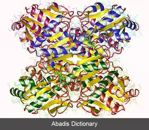 عکس فسفوفروکتوکیناز ۱
