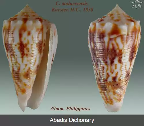 عکس قیفک ملوک