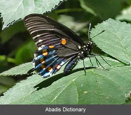 عکس زراوندپران