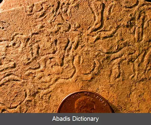 عکس سنگواره رد