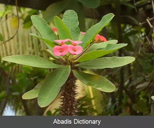 عکس فرفیون زینتی