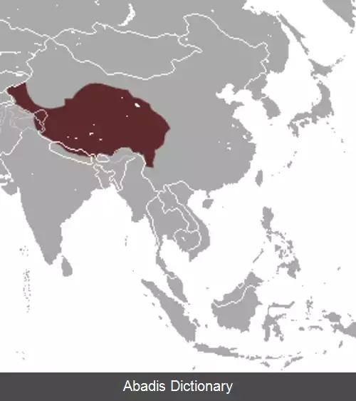 عکس خرگوش صحرایی پشمالو