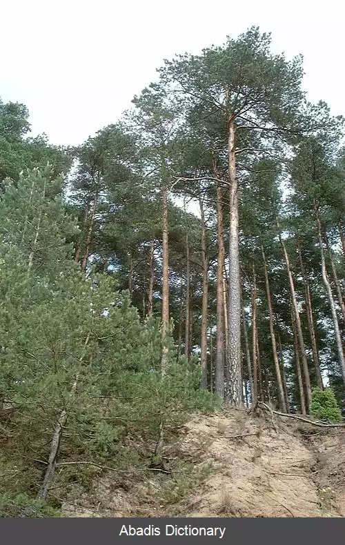 عکس بور توخولسکیه ناتیونال پارک