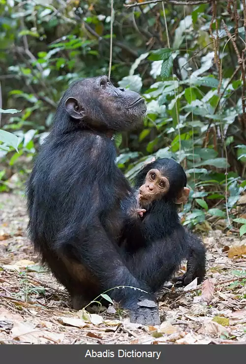 عکس شامپانزه شرقی