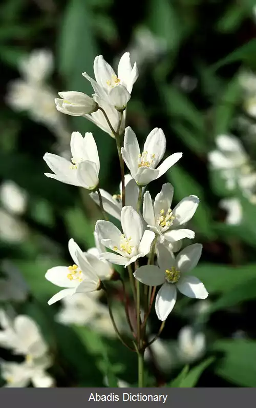 عکس دوتسیا (سرده)