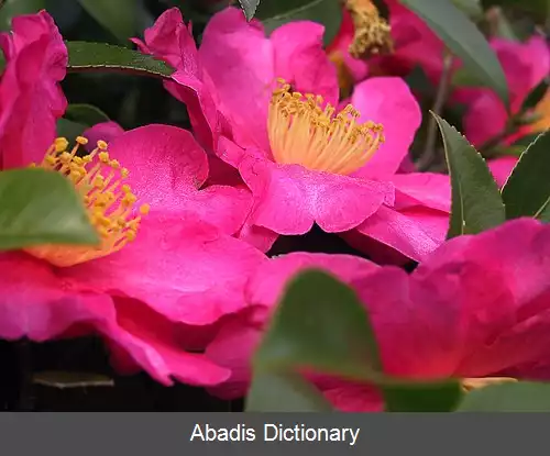 عکس چای زینتی