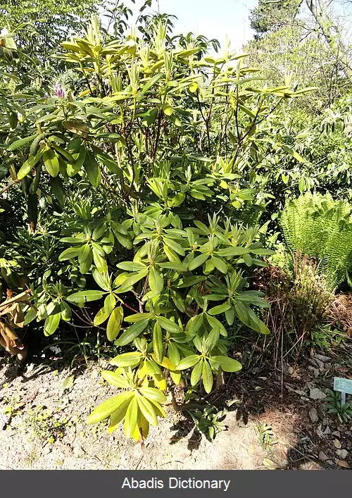 عکس رددندران فاری