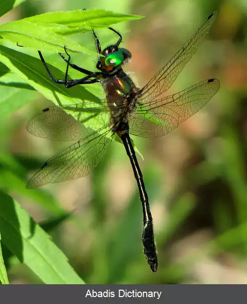 عکس زمردی دم پارویی