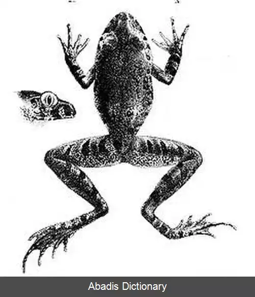 عکس قورباغه های جنگلی گابن