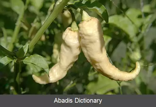 عکس فلفل شبح