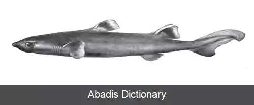 عکس سگ ماهی باله سفید