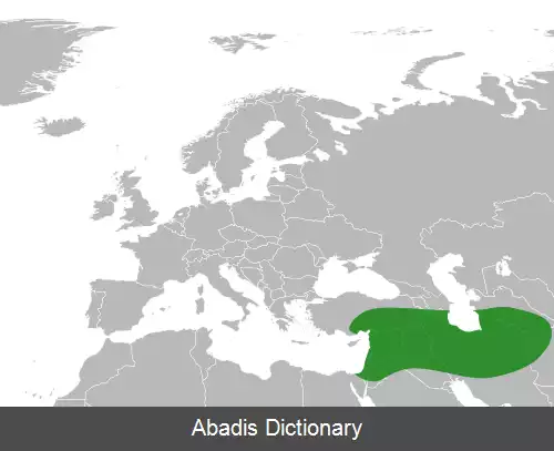 عکس بهارآمد