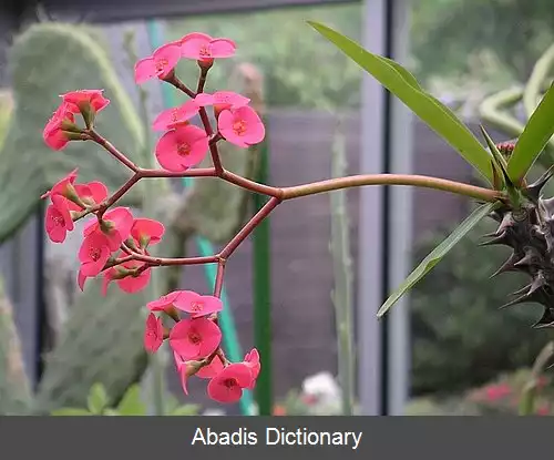 عکس فرفیون زینتی