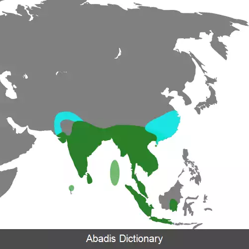 عکس اردک سوت زن هندی