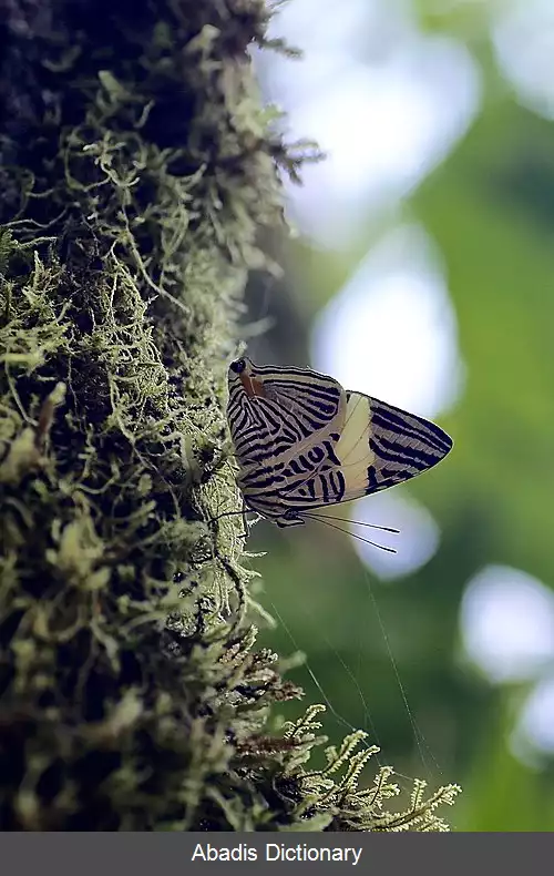 عکس زیبای نو