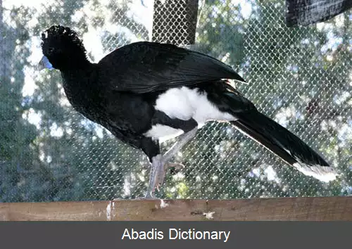 عکس کاکل فری نوک آبی