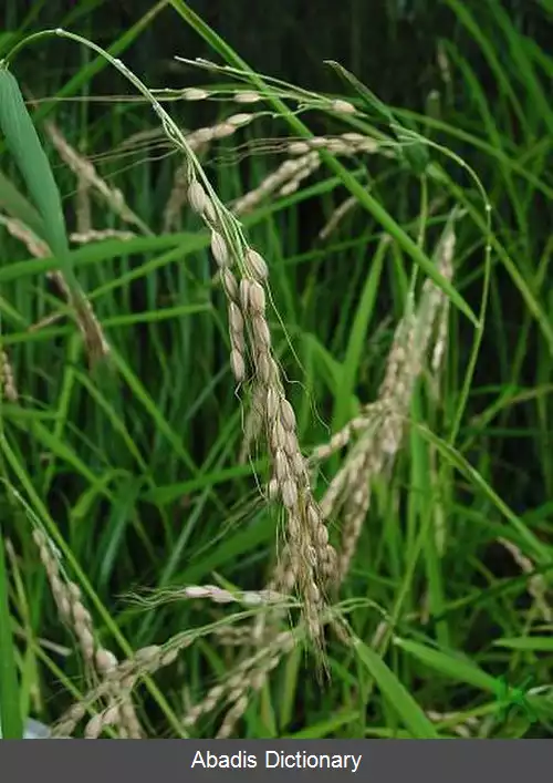 عکس برنج (گیاه)