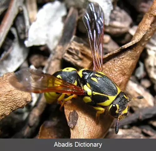 عکس زنبور گرده