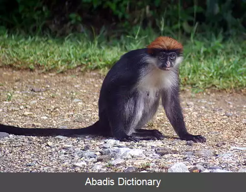 عکس میمون قرمز اوزونگوا