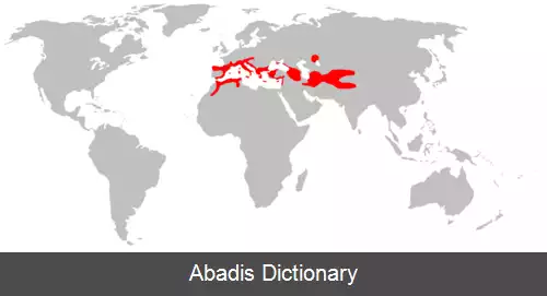 عکس خفاش دو رنگ